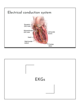 Electrical conduction system
EKGs
 