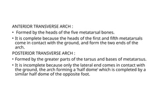 arches.pptx Arches of foot Arches of foot | PPTX