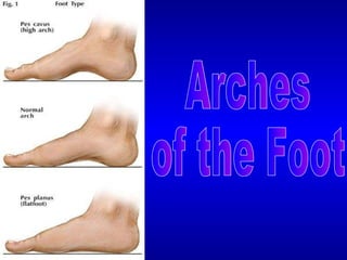 Arches  of the Foot 
