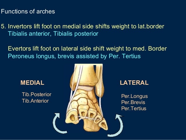 Arches of foot