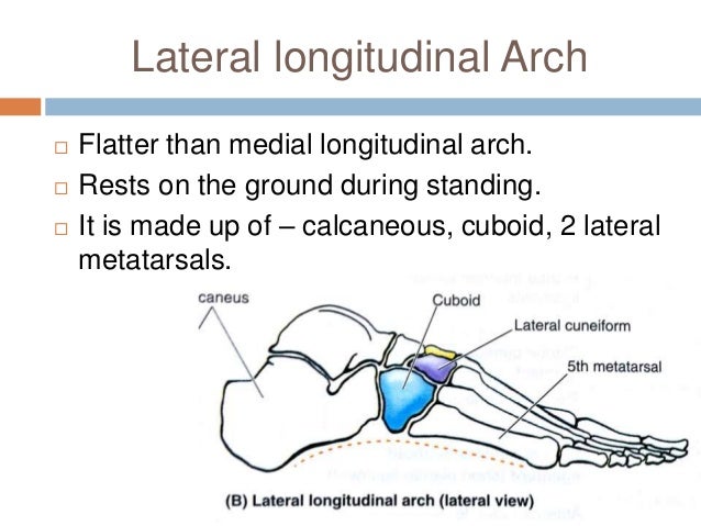 Foot Arches Anatomy - Anatomy Diagram Book