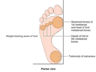 Foot Arches and Their Importance On Point Physical Therapy
