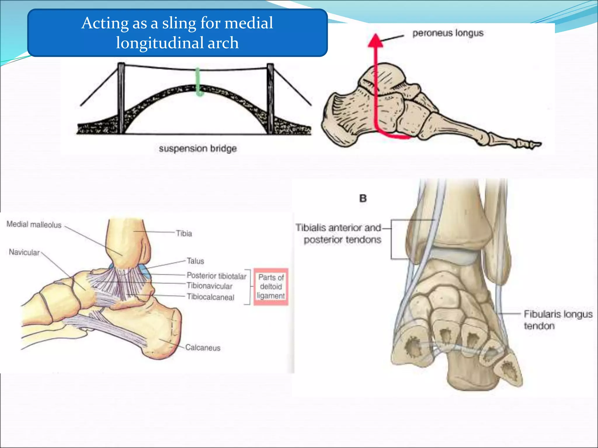 Foot Arch Spring Arches of foot.ppt