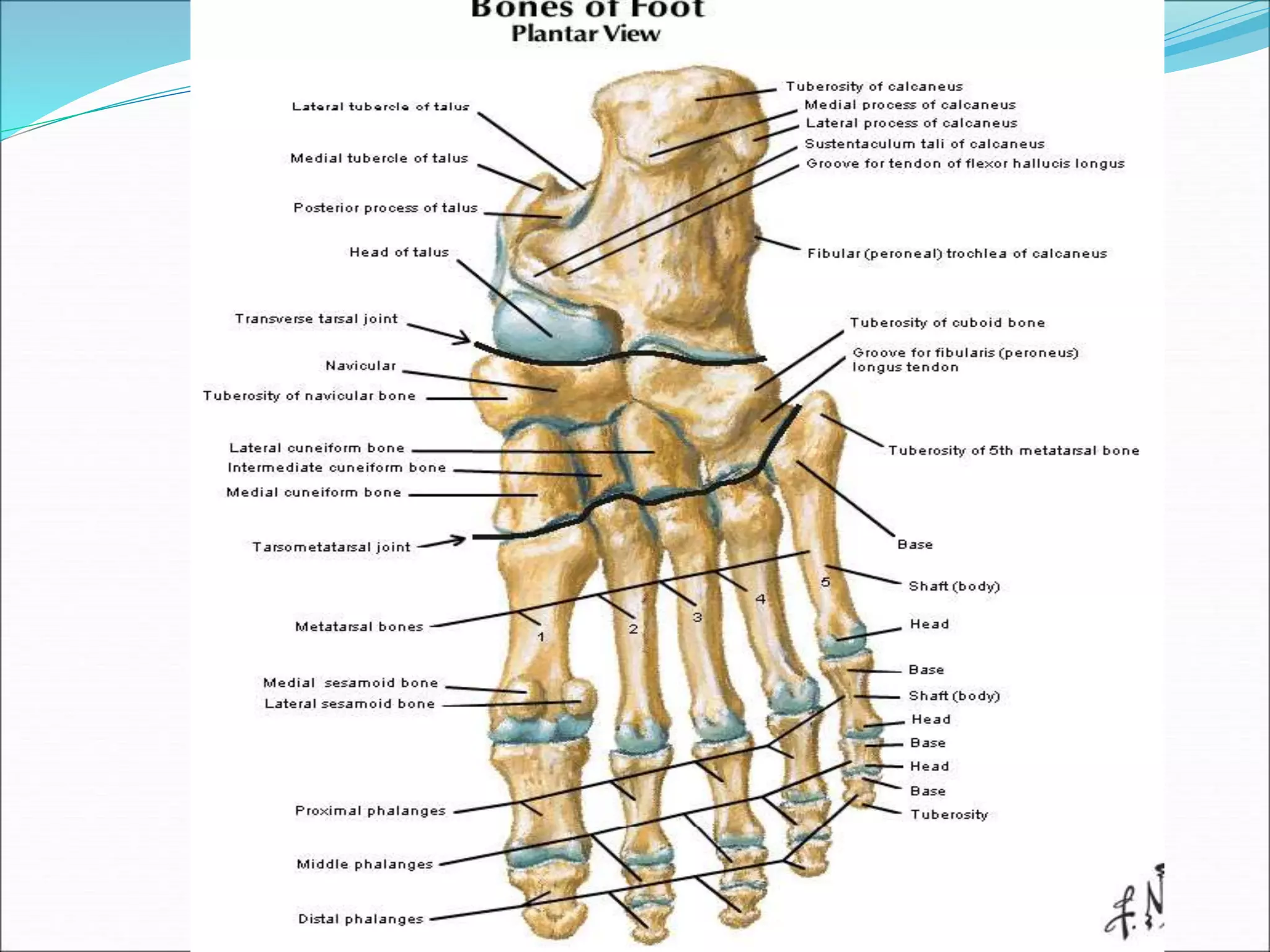 Arches of foot.ppt