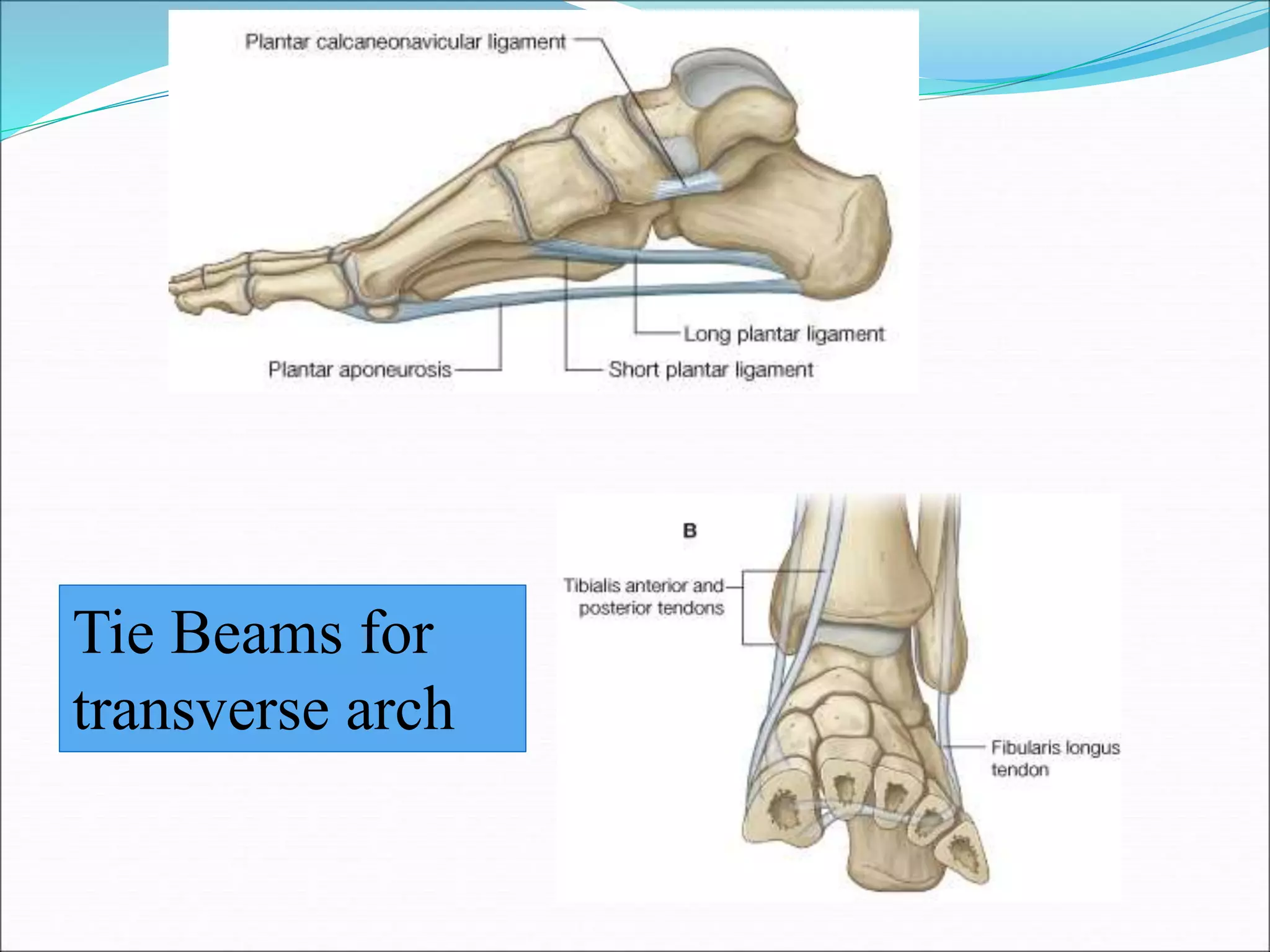 Foot Arch Spring Arches of foot.ppt