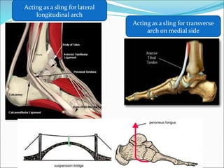 Arches of foot.ppt