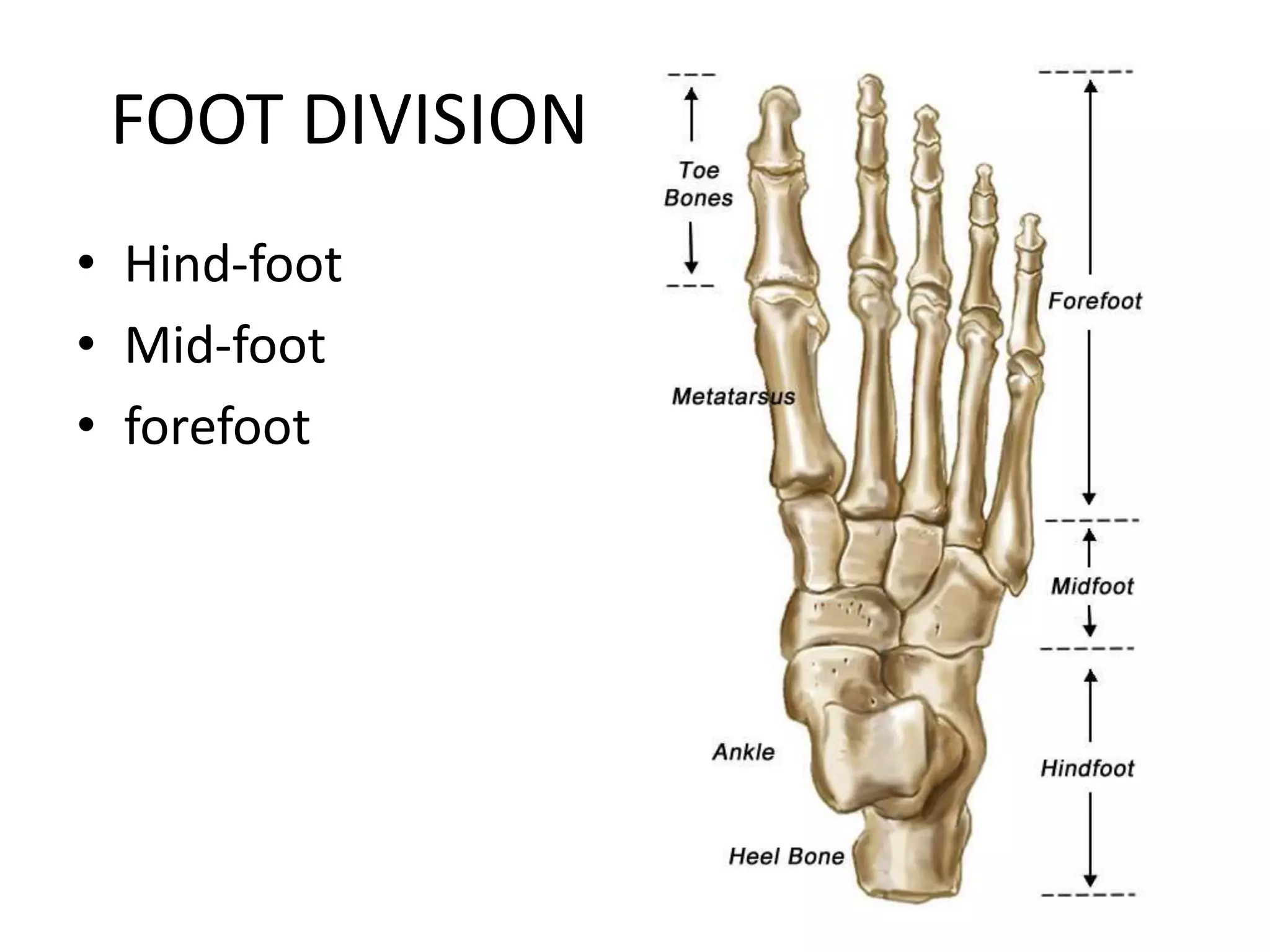 ARCHES OF FOOT.pptx
