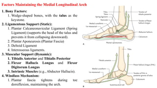 Foot Arch Spring arches of foot: arches of foot and ligaments supporting it.pdf