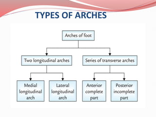 ARCHES OF FOOT 1.ppsx