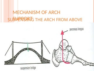 ARCHES OF FOOT 2024 ANTOMY HUMAN ANATOMY | PPT