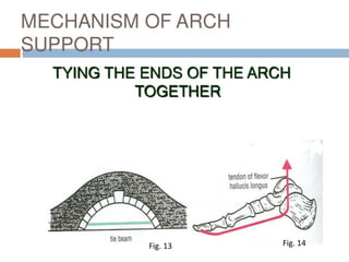 Arches of the foot | PDF