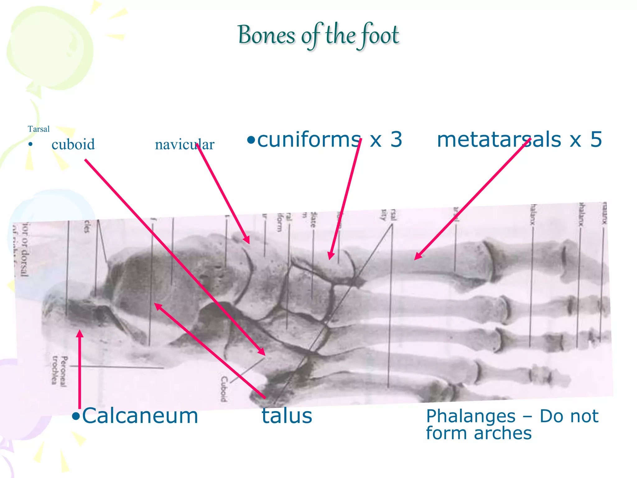 Bones of the foot
Tarsal
• cuboid navicular
•Calcaneum talus
•cuniforms x 3 metatarsals x 5
Phalanges – Do not
form arches
 
