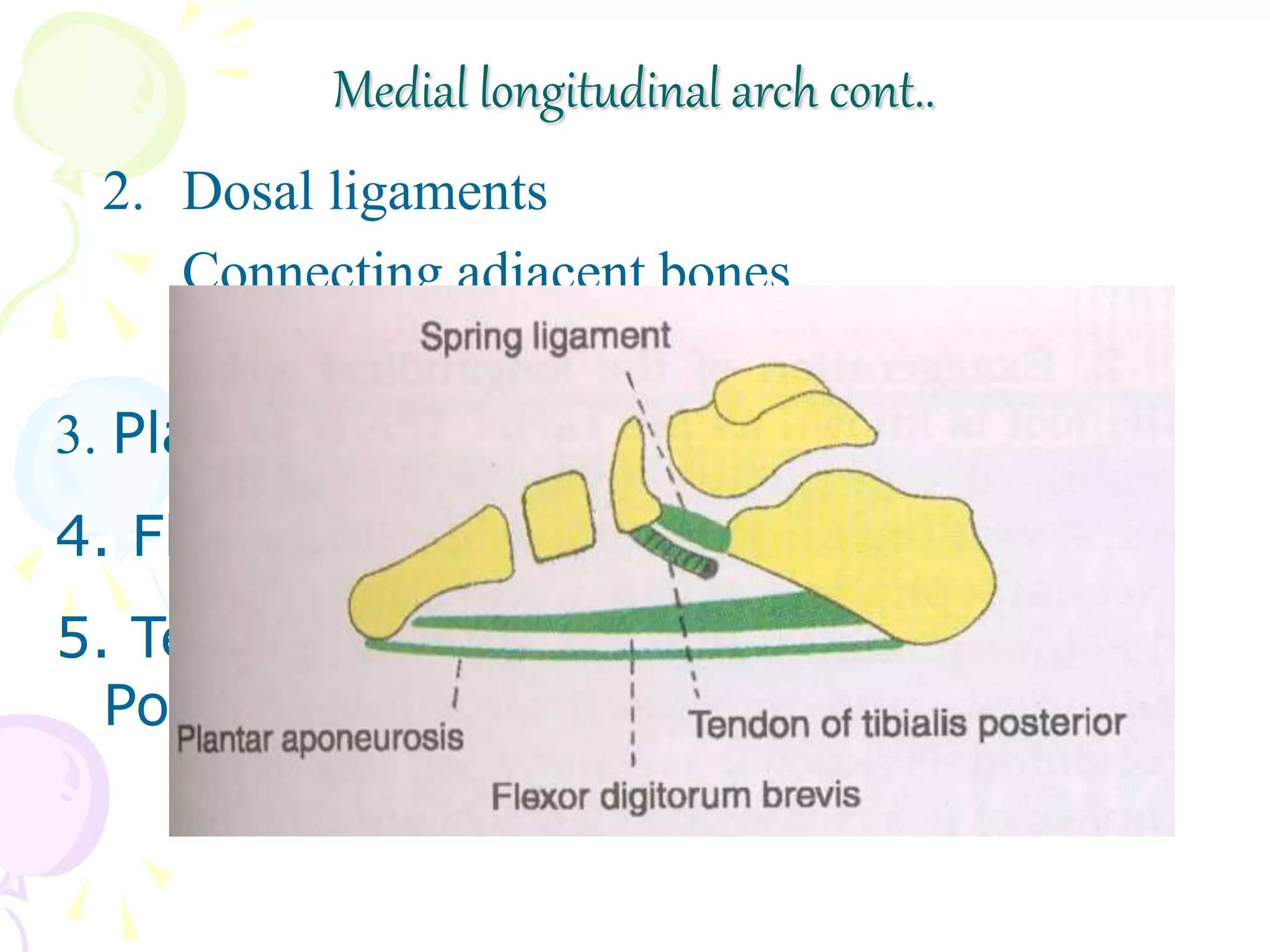 Medial longitudinal arch cont..
2. Dosal ligaments
Connecting adjacent bones
3. Plantar aponeurosis
4. Flexo digitorum Brevis
5. Tendon of tibialis
Posterior
 