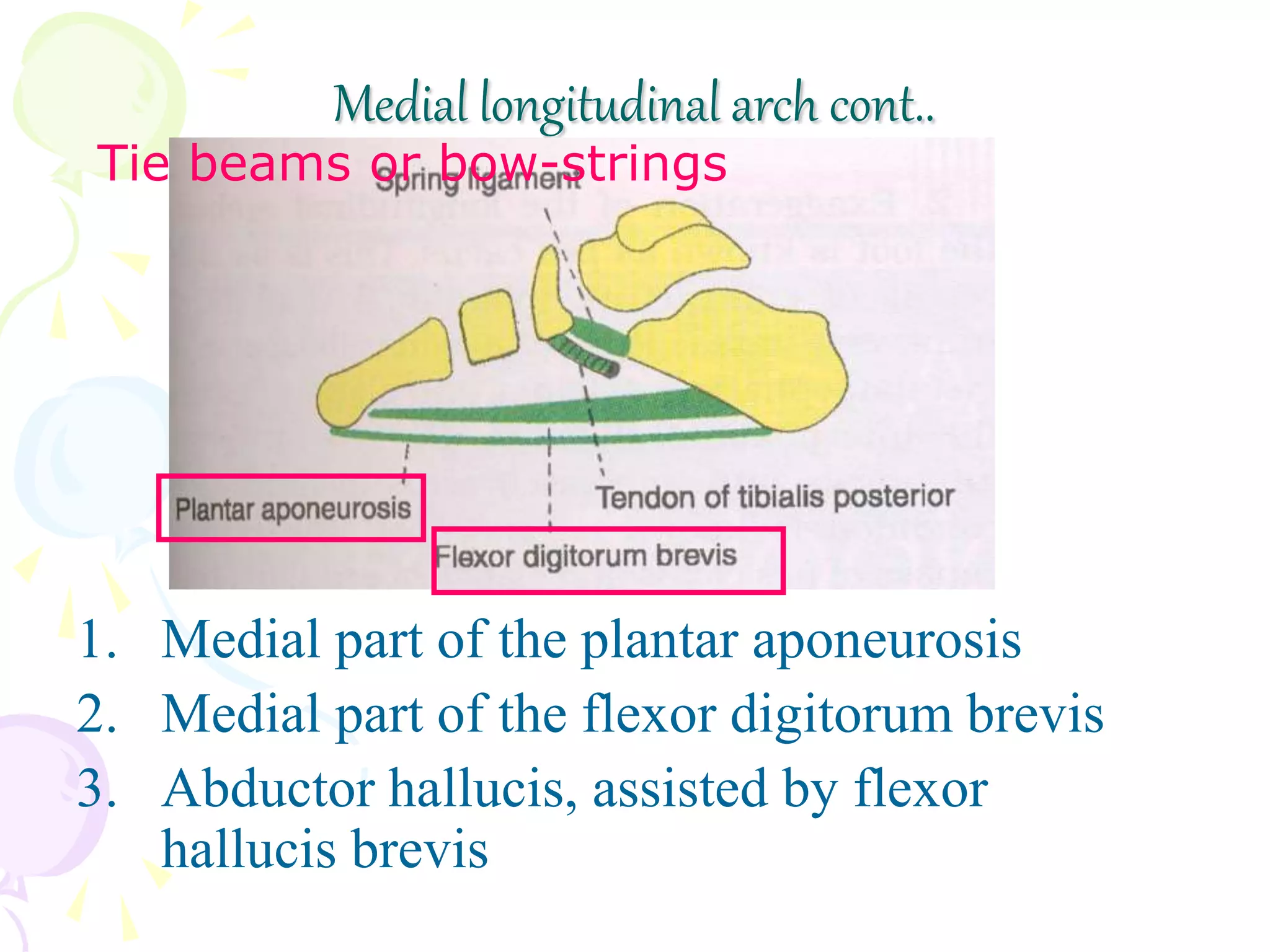 1. Medial part of the plantar aponeurosis
2. Medial part of the flexor digitorum brevis
3. Abductor hallucis, assisted by flexor
hallucis brevis
Medial longitudinal arch cont..
Tie beams or bow-strings
 