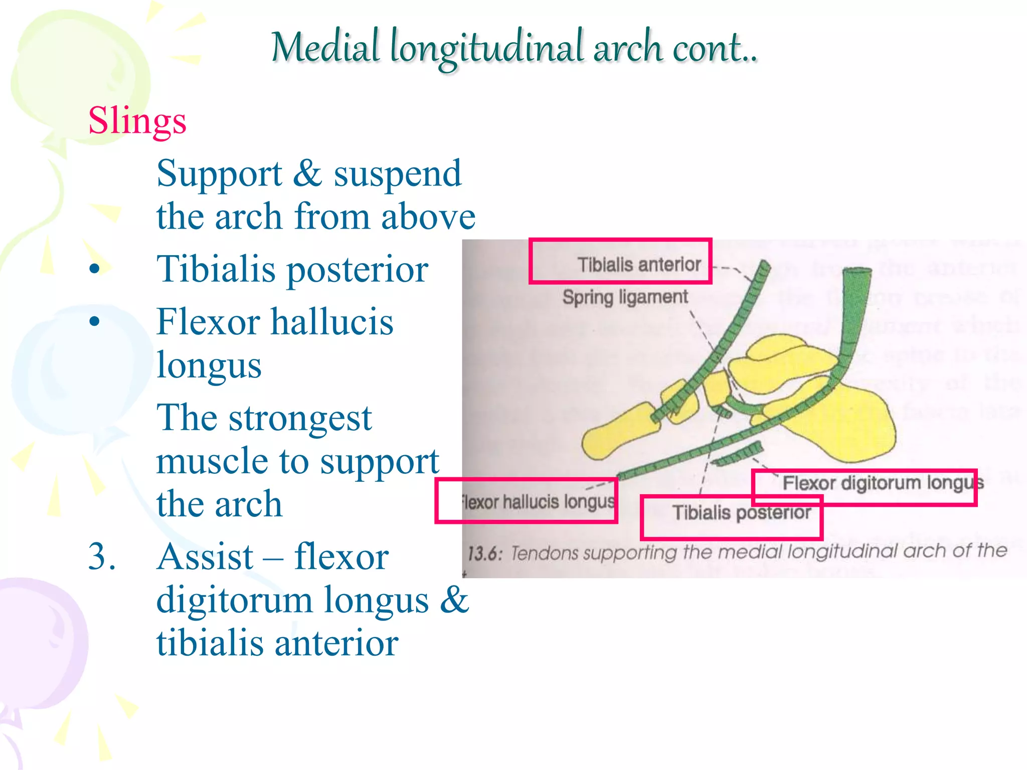 Medial longitudinal arch cont..
Slings
Support & suspend
the arch from above
• Tibialis posterior
• Flexor hallucis
longus
The strongest
muscle to support
the arch
3. Assist – flexor
digitorum longus &
tibialis anterior
 
