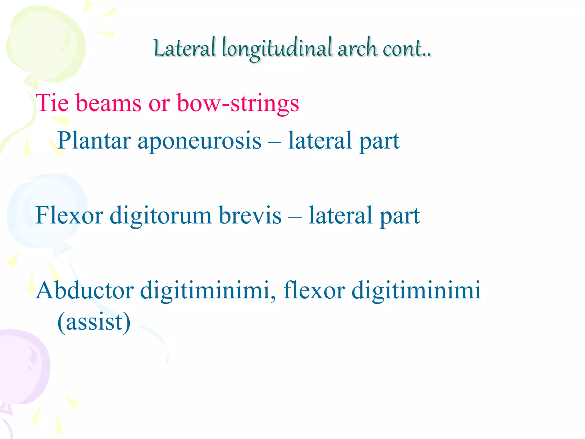 Tie beams or bow-strings
Plantar aponeurosis – lateral part
Flexor digitorum brevis – lateral part
Abductor digitiminimi, flexor digitiminimi
(assist)
Lateral longitudinal arch cont..
 