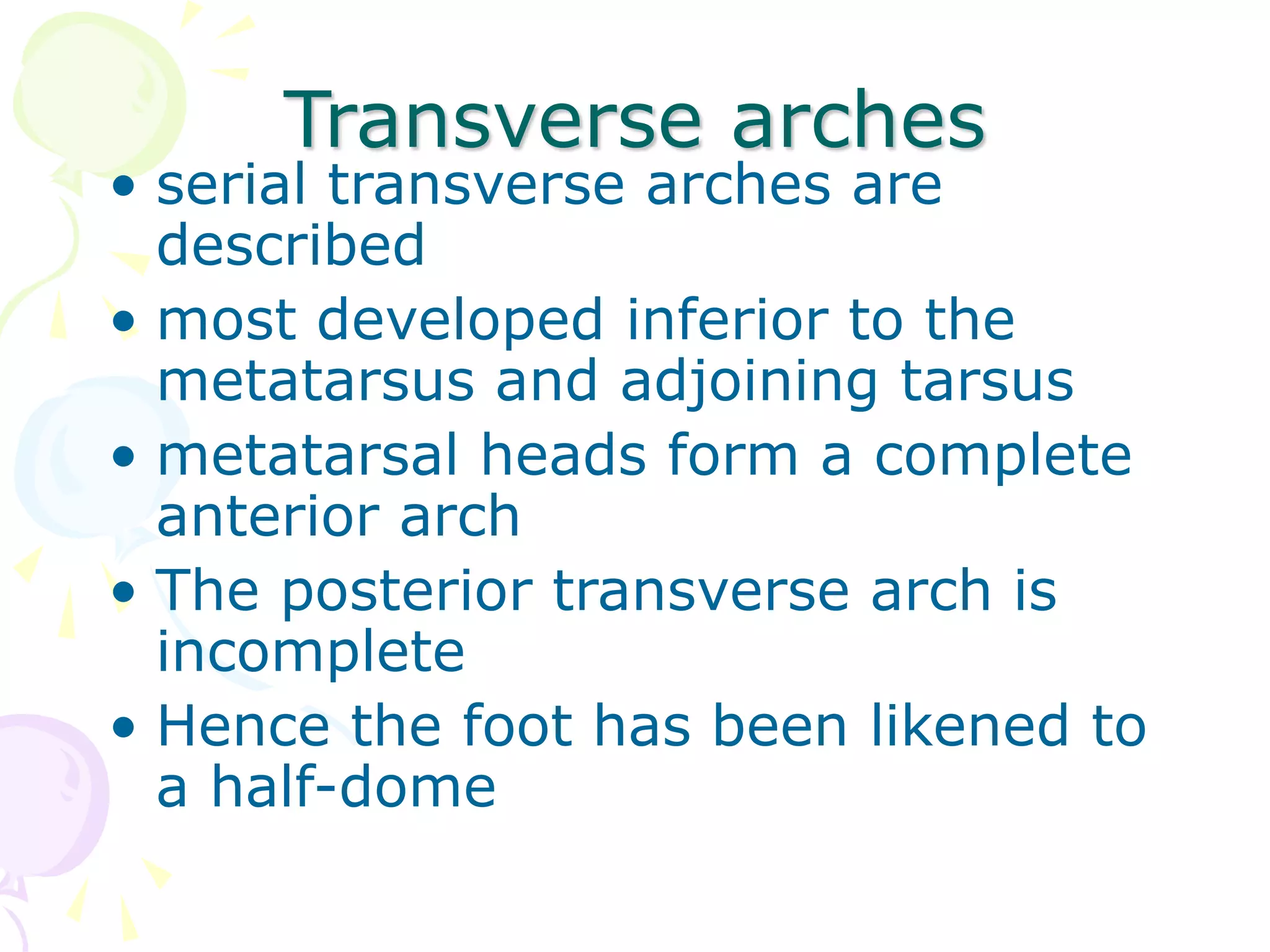 Transverse arches
• serial transverse arches are
described
• most developed inferior to the
metatarsus and adjoining tarsus
• metatarsal heads form a complete
anterior arch
• The posterior transverse arch is
incomplete
• Hence the foot has been likened to
a half-dome
 