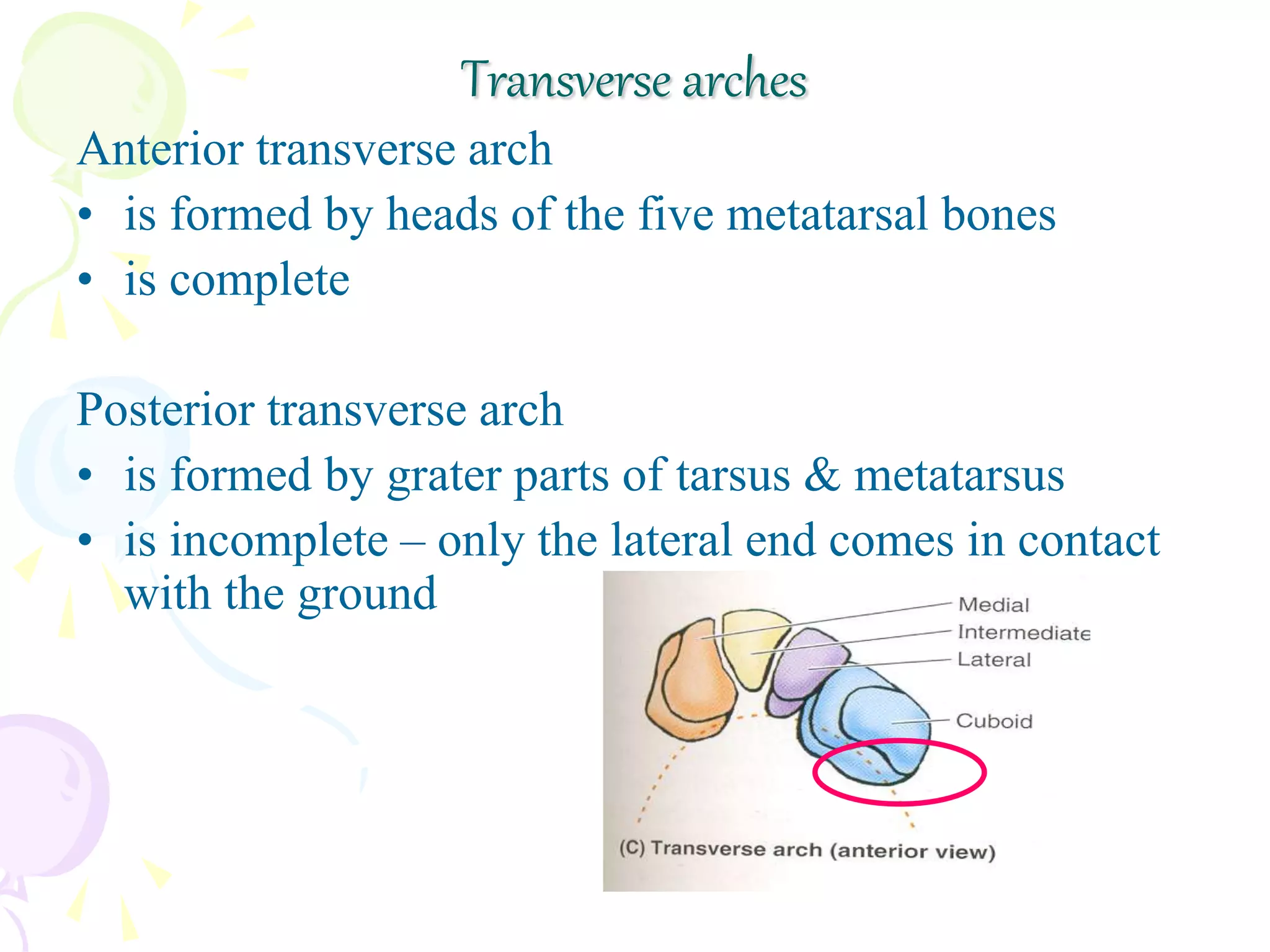 Anterior transverse arch
• is formed by heads of the five metatarsal bones
• is complete
Posterior transverse arch
• is formed by grater parts of tarsus & metatarsus
• is incomplete – only the lateral end comes in contact
with the ground
Transverse arches
 