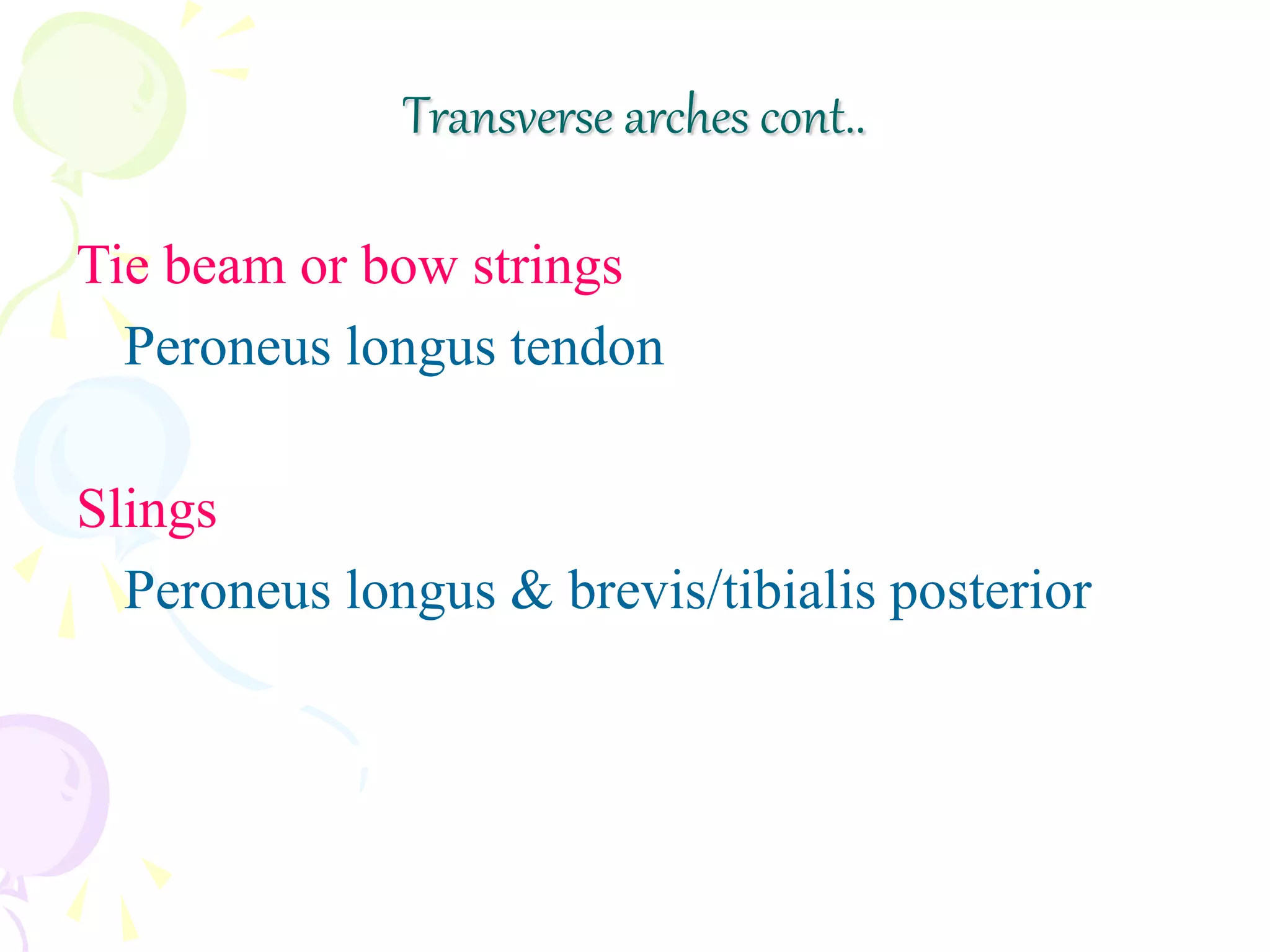 Tie beam or bow strings
Peroneus longus tendon
Slings
Peroneus longus & brevis/tibialis posterior
Transverse arches cont..
 