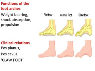 Comprehensive Anatomy and Clinical Insights on Foot Arches, Retinacula ...