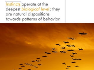 Instincts operate at the
deepest biological level; they
are natural dispositions
towards patterns of behavior.
 