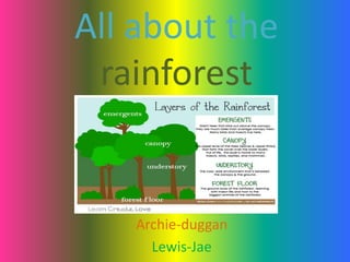All about the
rainforest
Archie-duggan
Lewis-Jae
 