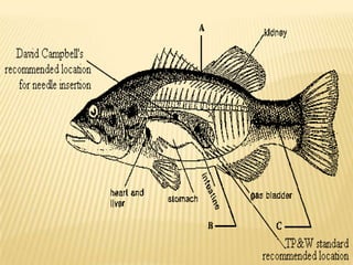 The fishesSome species of fishes have swim bladder. When fishes want to rise they fill this bladder with gases diffused from their own body. Thus becoming lighter and to go down they empty their bladder thereby increasing their density and hence manage to sink