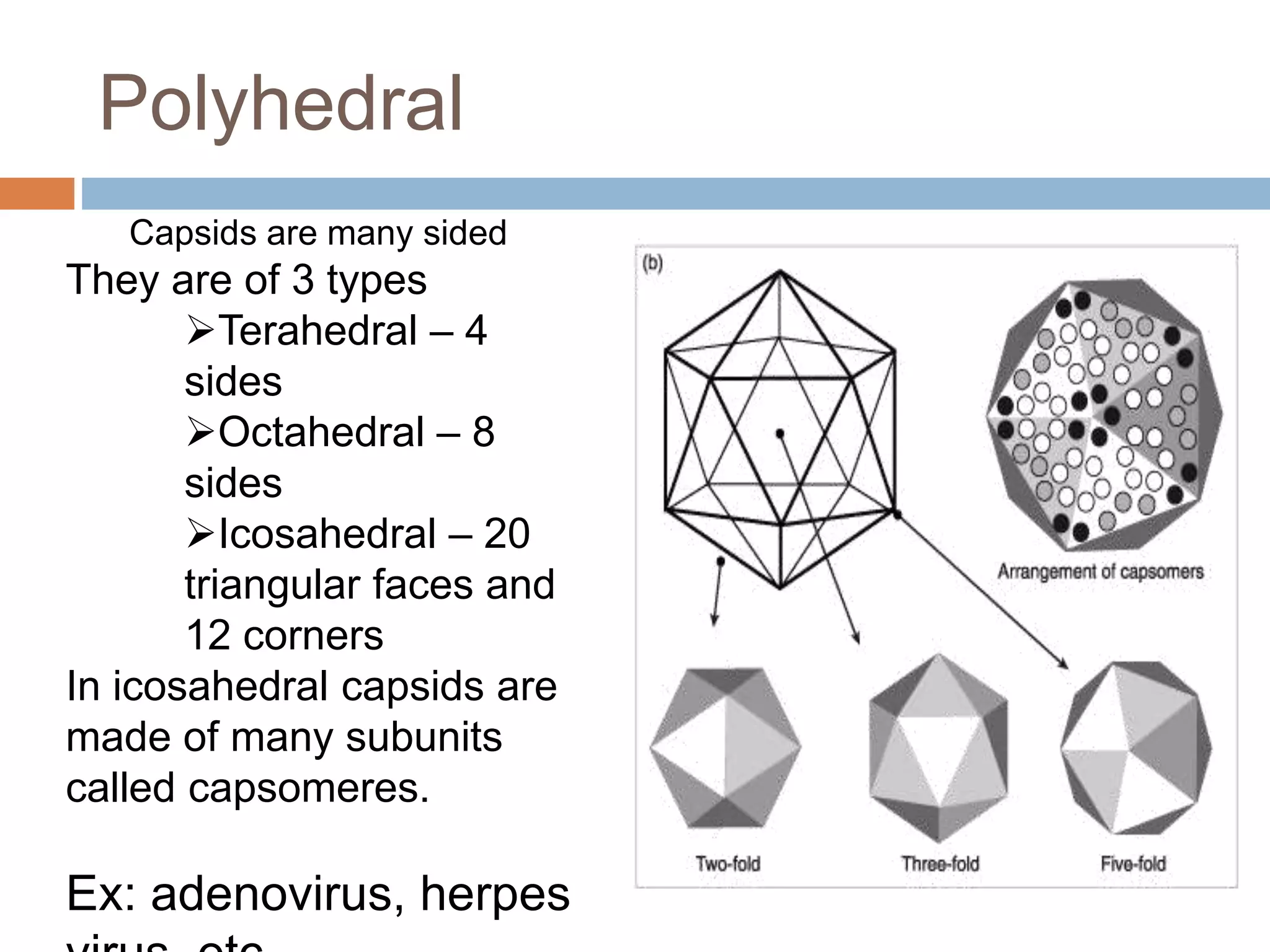 Architechture of microbial cell | PPTX