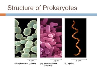 Structure of Prokaryotes
 