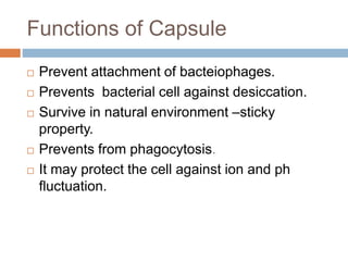 Functions of Capsule
 Prevent attachment of bacteiophages.
 Prevents bacterial cell against desiccation.
 Survive in natural environment –sticky
property.
 Prevents from phagocytosis.
 It may protect the cell against ion and ph
fluctuation.
 