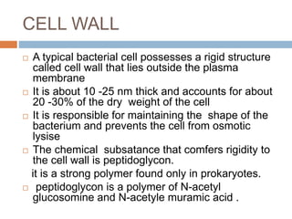CELL WALL
 A typical bacterial cell possesses a rigid structure
called cell wall that lies outside the plasma
membrane
 It is about 10 -25 nm thick and accounts for about
20 -30% of the dry weight of the cell
 It is responsible for maintaining the shape of the
bacterium and prevents the cell from osmotic
lysise
 The chemical subsatance that comfers rigidity to
the cell wall is peptidoglycon.
it is a strong polymer found only in prokaryotes.
 peptidoglycon is a polymer of N-acetyl
glucosomine and N-acetyle muramic acid .
 