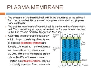 PLASMA MEMBRANE
 The contents of the bacterial cell with in the boundries of the cell wall
form the protoplast. It consists of outer plasma membrane, cytoplasm
, and nucleoids.
 The plasma membrane of bacterial cell is similar to that of eukaryotic
cell. The most widely accepted current model for membrane structure
is the fluid mosaic model of Singer and Nicolson.
 According this membrane structurally is
a lipid bilayer consisting of two types
of proteins peripheral proteins are
loosely connected to the membrane and
can be easily removed and make
20-30% of the total membrane proteins.
about 70-80% of the membrane
protein are integral proteins, they are
not easily extracted from membrane
 