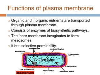 Functions of plasma membrane
 Organic and inorganic nutrients are transported
through plasma membrane.
 Consists of enzymes of biosynthetic pathways.
 The inner membrane invaginates to form
mesosomes.
 It has selective permiability.
 
