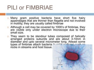 PILI or FIMBRIAE
 Many gram positive bacteria have short five hairy
appendages that are thinner than flagella and not involved
in motility, they are usually called fimbriae
 Although a cell may be covered by 1000’s of fimbriae, they
are visible only under electron microscope due to their
small size.
 They seem to be slendour tubes composed of helically
arranged proteins subunits and are about 3-10nm in
diameter and upto several micrometer long. Atleast some
types of fimbriae attach bacteria to solid surfaces such as
rocks in streams and host tissue.
 