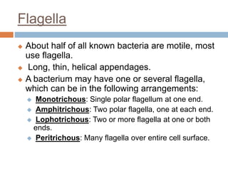 Flagella
 About half of all known bacteria are motile, most
use flagella.
 Long, thin, helical appendages.
 A bacterium may have one or several flagella,
which can be in the following arrangements:
 Monotrichous: Single polar flagellum at one end.
 Amphitrichous: Two polar flagella, one at each end.
 Lophotrichous: Two or more flagella at one or both
ends.
 Peritrichous: Many flagella over entire cell surface.
 