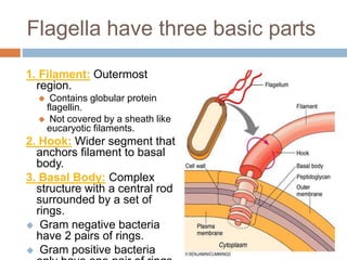 Flagella have three basic parts
1. Filament: Outermost
region.
 Contains globular protein
flagellin.
 Not covered by a sheath like
eucaryotic filaments.
2. Hook: Wider segment that
anchors filament to basal
body.
3. Basal Body: Complex
structure with a central rod
surrounded by a set of
rings.
 Gram negative bacteria
have 2 pairs of rings.
 Gram positive bacteria
 