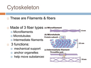 Cytoskeleton
 These are Filaments & fibers
 Made of 3 fiber types
 Microfilaments
 Microtubules
 Intermediate filaments
 3 functions:
 mechanical support
 anchor organelles
 help move substances
 