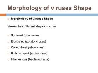 Morphology of viruses Shape
 Morphology of viruses Shape
Viruses has different shapes such as
 Spheroid (adenovirus)
 Elongated (potato viruses)
 Coiled (beet yellow virus)
 Bullet shaped (rabies virus)
 Filamentous (bacteriophage)
 