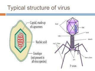 Typical structure of virus
 