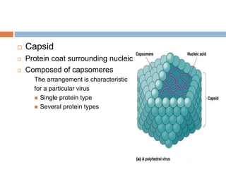  Capsid
 Protein coat surrounding nucleic acid
 Composed of capsomeres
The arrangement is characteristic
for a particular virus
 Single protein type
 Several protein types
 
