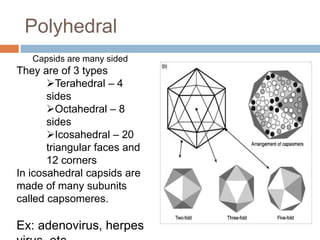Polyhedral
Capsids are many sided
They are of 3 types
Terahedral – 4
sides
Octahedral – 8
sides
Icosahedral – 20
triangular faces and
12 corners
In icosahedral capsids are
made of many subunits
called capsomeres.
Ex: adenovirus, herpes
 