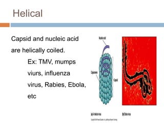 Helical
Capsid and nucleic acid
are helically coiled.
Ex: TMV, mumps
viurs, influenza
virus, Rabies, Ebola,
etc
 