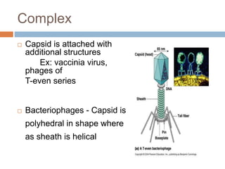 Complex
 Capsid is attached with
additional structures
Ex: vaccinia virus,
phages of
T-even series
 Bacteriophages - Capsid is
polyhedral in shape where
as sheath is helical
 