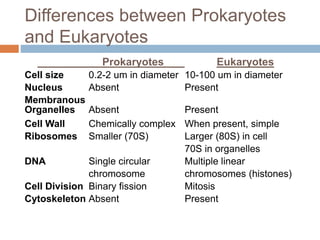 Differences between Prokaryotes
and Eukaryotes
Prokaryotes Eukaryotes
Cell size 0.2-2 um in diameter 10-100 um in diameter
Nucleus Absent Present
Membranous
Organelles Absent Present
Cell Wall Chemically complex When present, simple
Ribosomes Smaller (70S) Larger (80S) in cell
70S in organelles
DNA Single circular Multiple linear
chromosome chromosomes (histones)
Cell Division Binary fission Mitosis
Cytoskeleton Absent Present
 