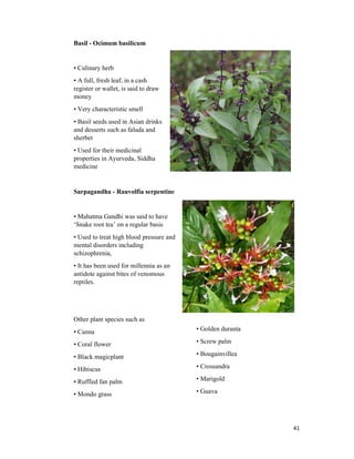 41
Basil - Ocimum basilicum
• Culinary herb
• A full, fresh leaf, in a cash
register or wallet, is said to draw
money
• Very characteristic smell
• Basil seeds used in Asian drinks
and desserts such as faluda and
sherbet
• Used for their medicinal
properties in Ayurveda, Siddha
medicine
Sarpagandha - Rauvolfia serpentine
• Mahatma Gandhi was said to have
‘Snake root tea’ on a regular basis
• Used to treat high blood pressure and
mental disorders including
schizophrenia,
• It has been used for millennia as an
antidote against bites of venomous
reptiles.
Other plant species such as
• Canna
• Coral flower
• Black magicplant
• Hibiscus
• Ruffled fan palm
• Mondo grass
• Golden duranta
• Screw palm
• Bougainvillea
• Crossandra
• Marigold
• Guava
 