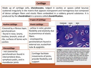 - not covered by
perichondrium found in
intervertebral discs,
symphysis pubis, and in
mandibular joints
Cartilage
Elastic cartilageHyaline cartilage
Made up of cartilage cells, chondrocytes, lodged in cavities or spaces called lacunae
scattered irregularly in the matrix that appears transparent and homogenous but composed
of dense collagen fibers and elastic fibers embedded in a rubbery ground substance. It is
produced by the chondroblast in a process called chondrification.
3 types of cartilage
-Covered by a fibrous layer,
perichondrium
- found in nose, larynx,
trachea, bronchi, ends of
ribs, surfaces of bones w/in
cavities
- yellow in color, greater
flexibility and elasticity due
to prominince of elastic
fibers.
- enveloped by
perichondrium found in
external ear, eustachian
tube & epiglottisFibrocartilage
Cartilage facilitate
movements of joints,
provide flexibility and
support
 
