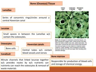 Bone (Osseous) Tissue
Lamellae
Series of concentric rings/circles arround a
central Haversian canal
Lacunae
Small spaces in between the Lamellae w/c
contain the osteocytes.
Osteocytes
Bone cells
Canaliculi
Minute channels that linked lacunae together
w/c provides routes by w/c nutrients can
nutrients can reach the osteocytes & removal of
waste materials
Haversian canals
Central tubes w/c contain
blood vessels and nerves
Bone marrow
Responsible for production of blood cells
and storage of chemical energy.
 