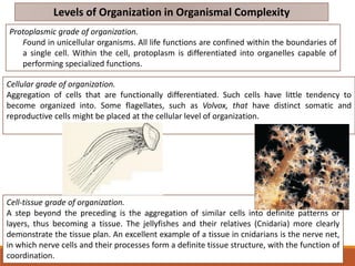 Levels of Organization in Organismal Complexity
Protoplasmic grade of organization.
Found in unicellular organisms. All life functions are confined within the boundaries of
a single cell. Within the cell, protoplasm is differentiated into organelles capable of
performing specialized functions.
Cellular grade of organization.
Aggregation of cells that are functionally differentiated. Such cells have little tendency to
become organized into. Some flagellates, such as Volvox, that have distinct somatic and
reproductive cells might be placed at the cellular level of organization.
Cell-tissue grade of organization.
A step beyond the preceding is the aggregation of similar cells into definite patterns or
layers, thus becoming a tissue. The jellyfishes and their relatives (Cnidaria) more clearly
demonstrate the tissue plan. An excellent example of a tissue in cnidarians is the nerve net,
in which nerve cells and their processes form a definite tissue structure, with the function of
coordination.
 