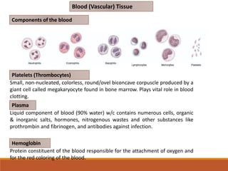 Blood (Vascular) Tissue
Components of the blood
Platelets (Thrombocytes)
Small, non-nucleated, colorless, round/ovel biconcave corpuscle produced by a
giant cell called megakaryocyte found in bone marrow. Plays vital role in blood
clotting.
Plasma
Liquid component of blood (90% water) w/c contains numerous cells, organic
& inorganic salts, hormones, nitrogenous wastes and other substances like
prothrombin and fibrinogen, and antibodies against infection.
Hemoglobin
Protein constituent of the blood responsible for the attachment of oxygen and
for the red coloring of the blood.
 