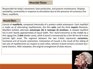 Muscular Tissue
Responsible for body’s movement, heat production, and posture maintenance. Displays
excitability, contractility in response to stimulation due to the presence of numerous fine
fibers, myofibrils.
Muscle fibers
Consist of myofibrils, composed chemically of a protein called actomyosin. Each myofibril
is made up of alternating myofilaments, the thin actin and the thick myosin filaments.
Myofibril exhibits alternate anisotropic (A) & isotropic (I) striations. A relaxed myofibril
has A and I bands approximately of equal width. The I band transverse at the middle by a
thin zigzag line, Z disk (darker zone), while A band is transversed by a thin M-line & H-zone
(central light area). The segment between the two Z-disks represents sarcomere,
functional unit of muscle contraction. Contraction of muscle is the result of the sliding of
two sets of myofilaments w/ respect to each other, wherein A band remains constant but I
band shortens. With relaxation, the original arrangement of disks returns.
 